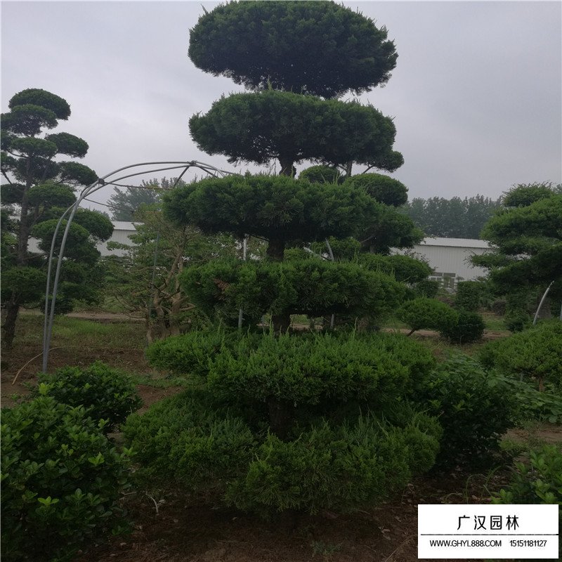 造型龍柏產地