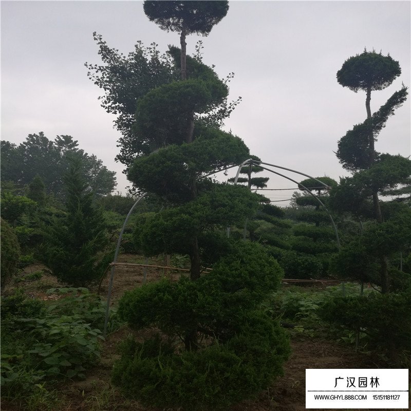 造型龍柏產地