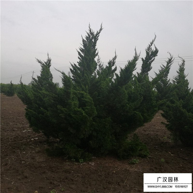 造型龍柏產地