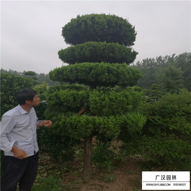 造型龍柏產地