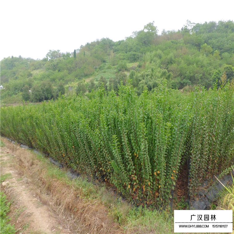 速生紫薇產地