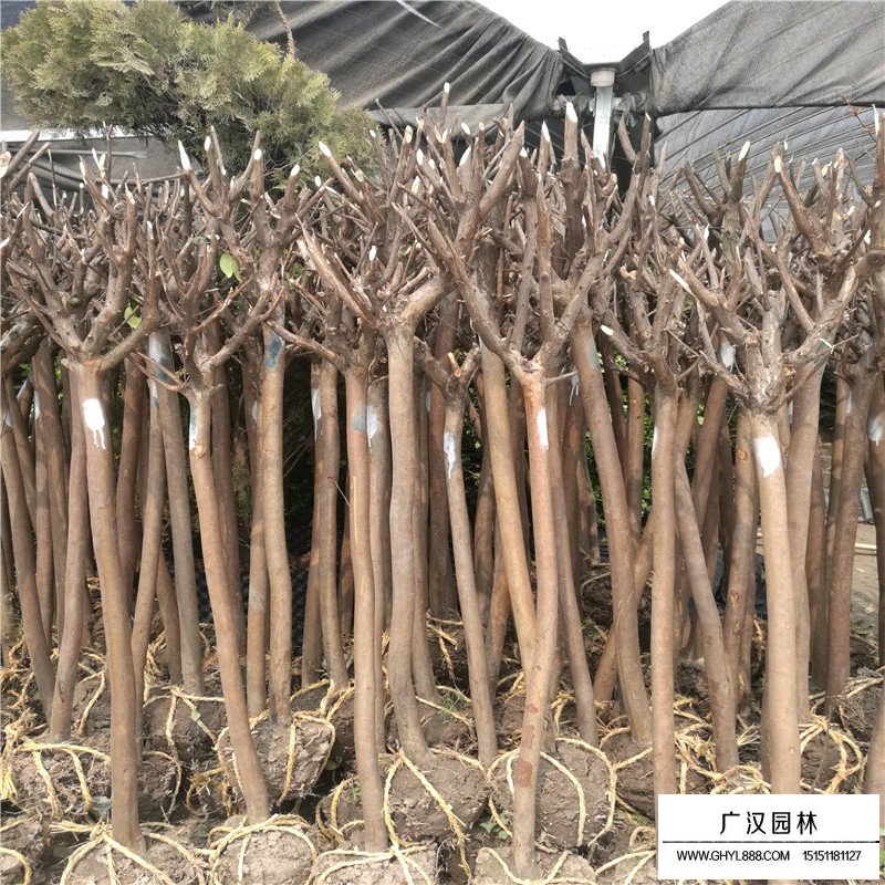 速生紫薇產地
