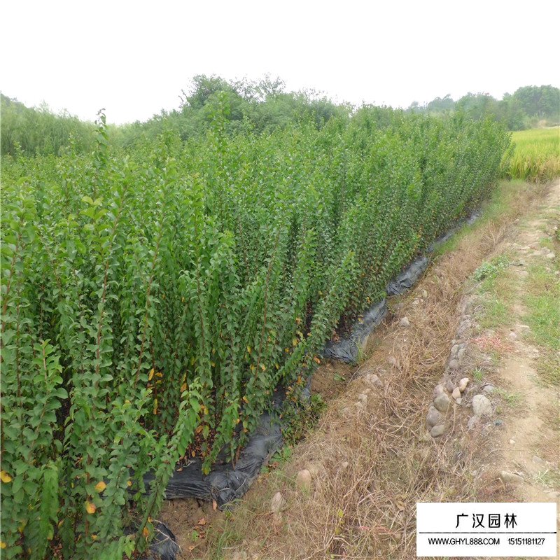 速生紫薇產地