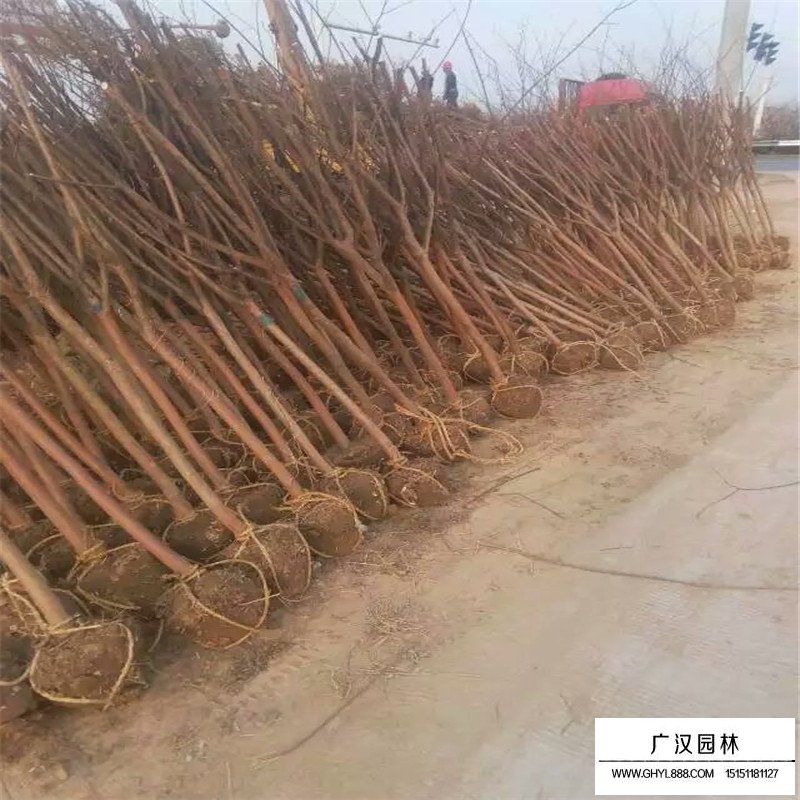 速生紫薇產地