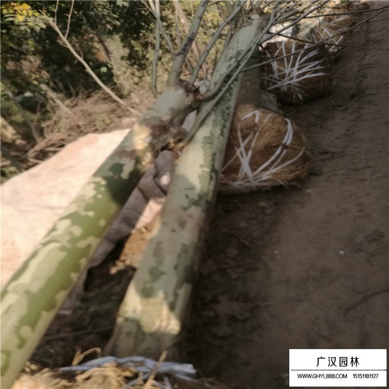 速生法桐產地