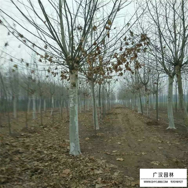速生法桐產地
