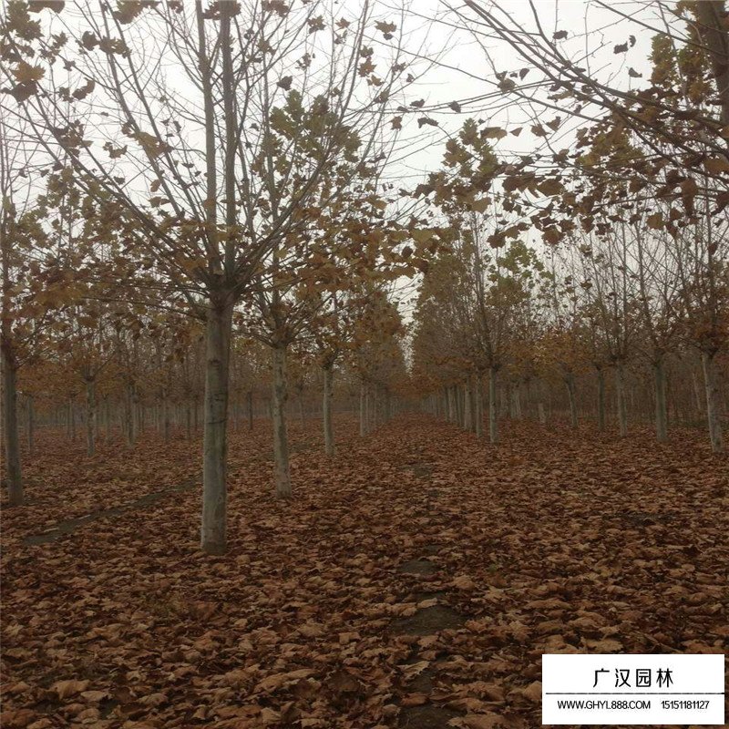 速生法桐產地