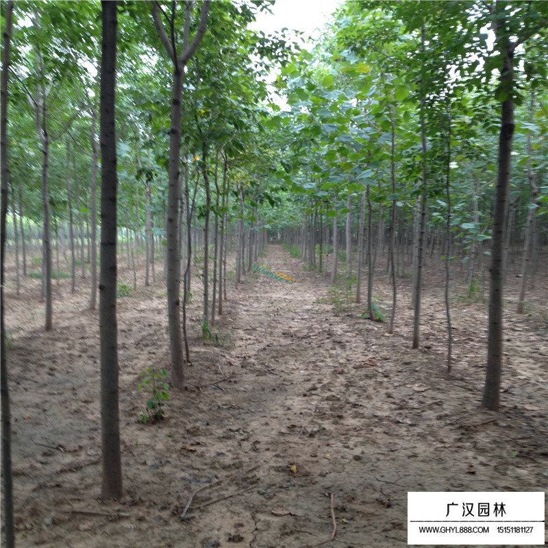 速生白蠟價格