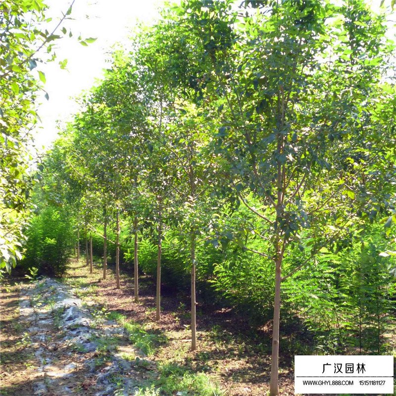 速生白蠟價格