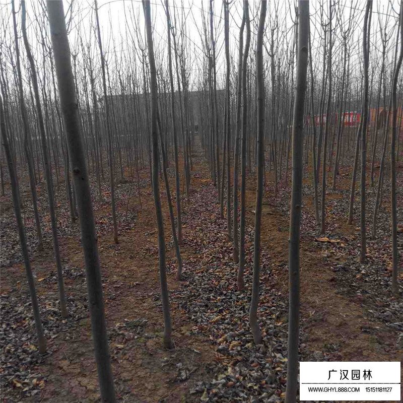 速生白蠟價格