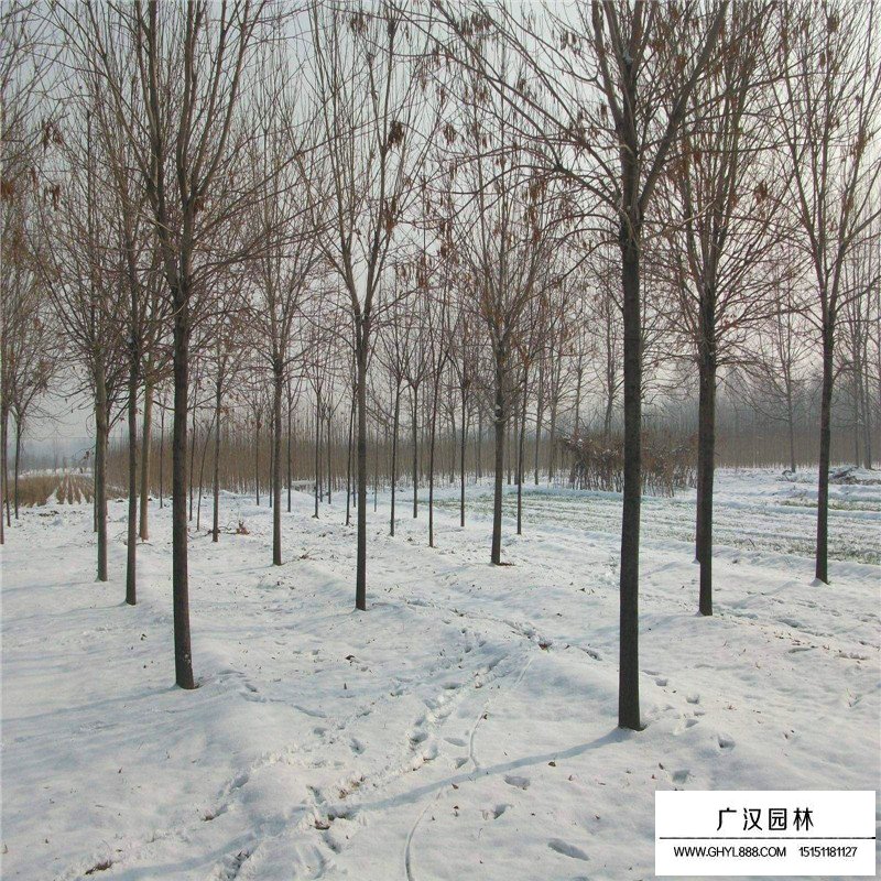 速生白蠟價格