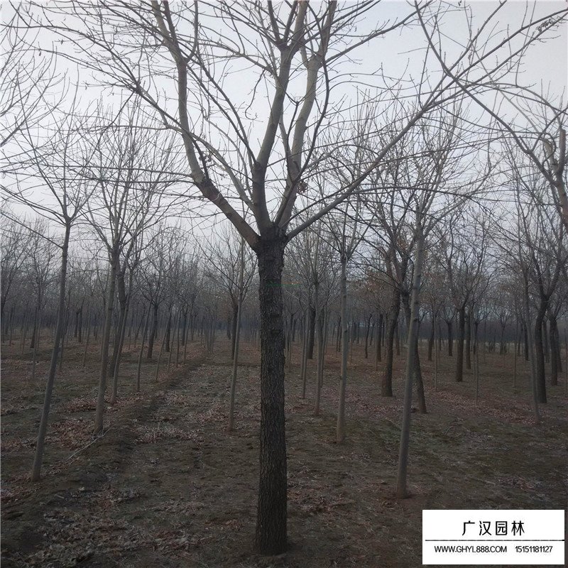 速生白蠟價格