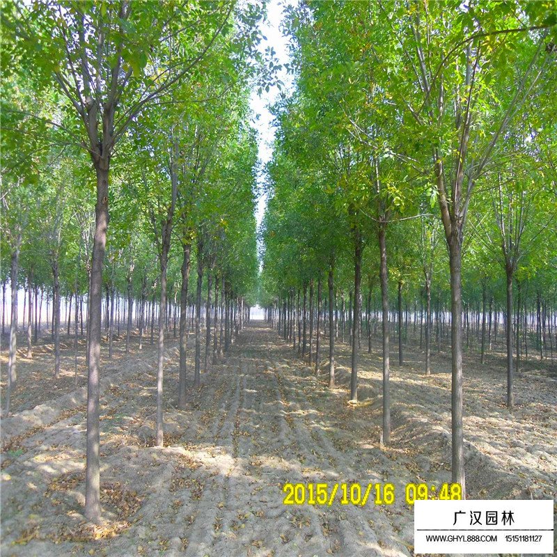 速生白蠟價格