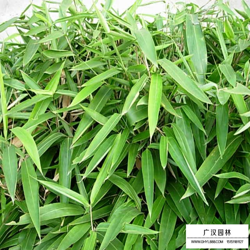 箬竹產地