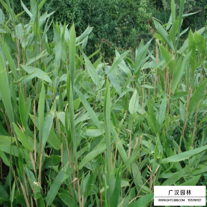 箬竹產地