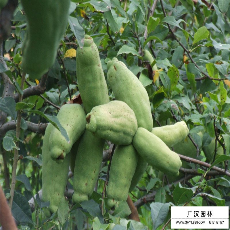 木瓜樹產地