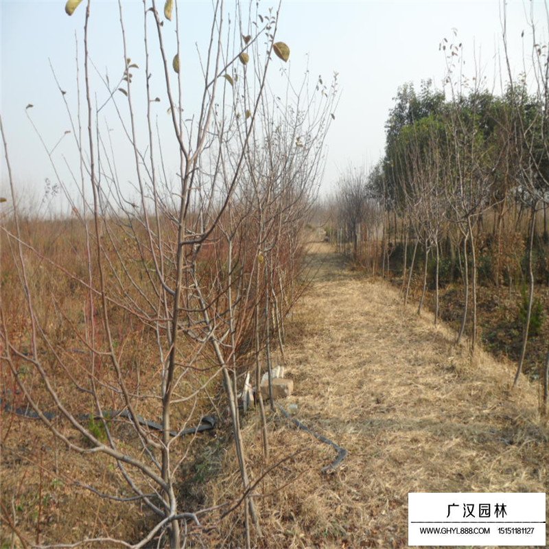 木瓜樹產地