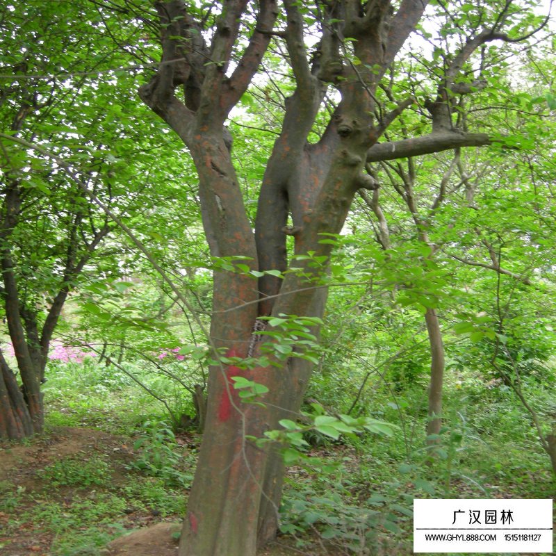 木瓜樹產地