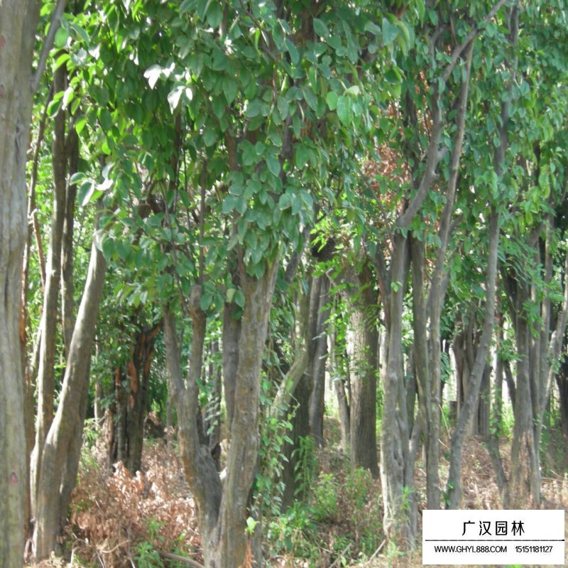 木瓜樹產地