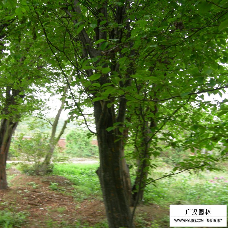 木瓜樹產地