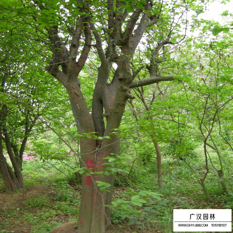 木瓜樹產地