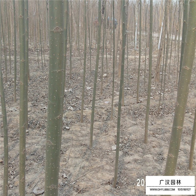 美國竹柳產地
