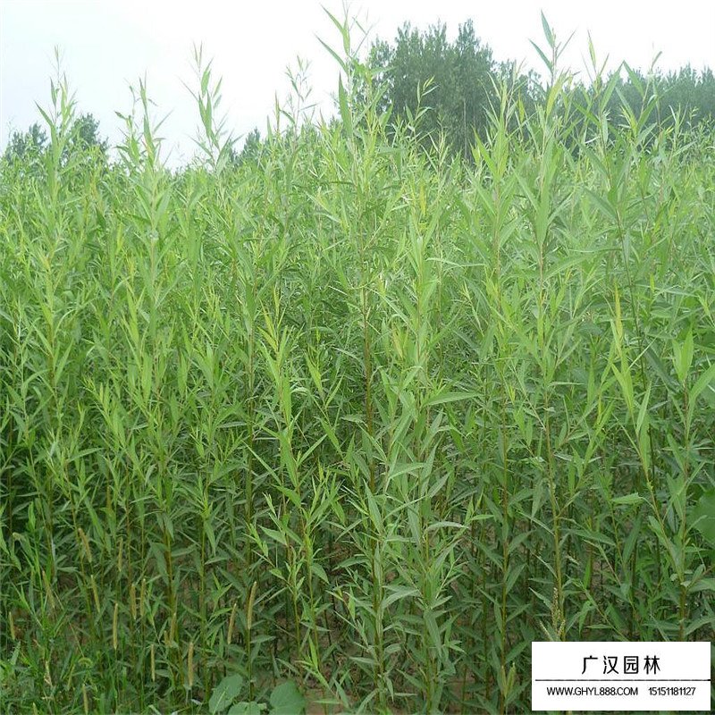 美國竹柳產地