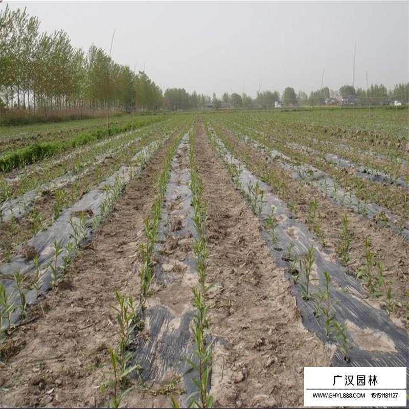 美國竹柳產地