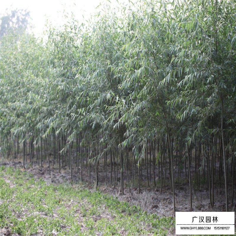 美國竹柳產地