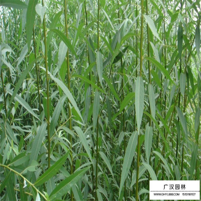 美國竹柳產地