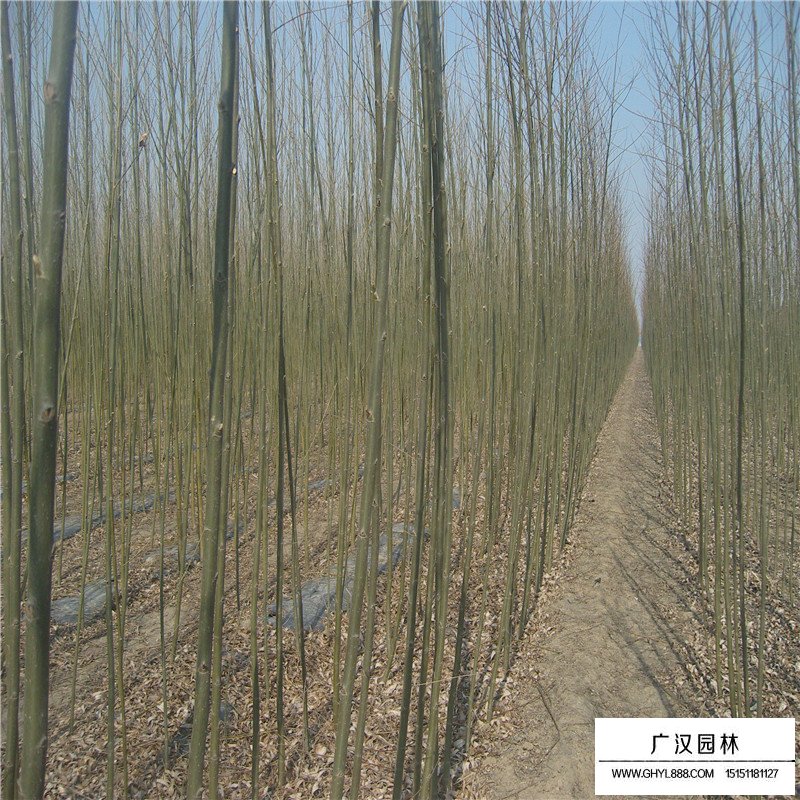 美國竹柳產地