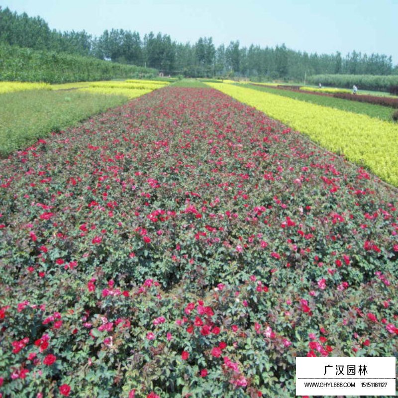 曼海姆月季產地