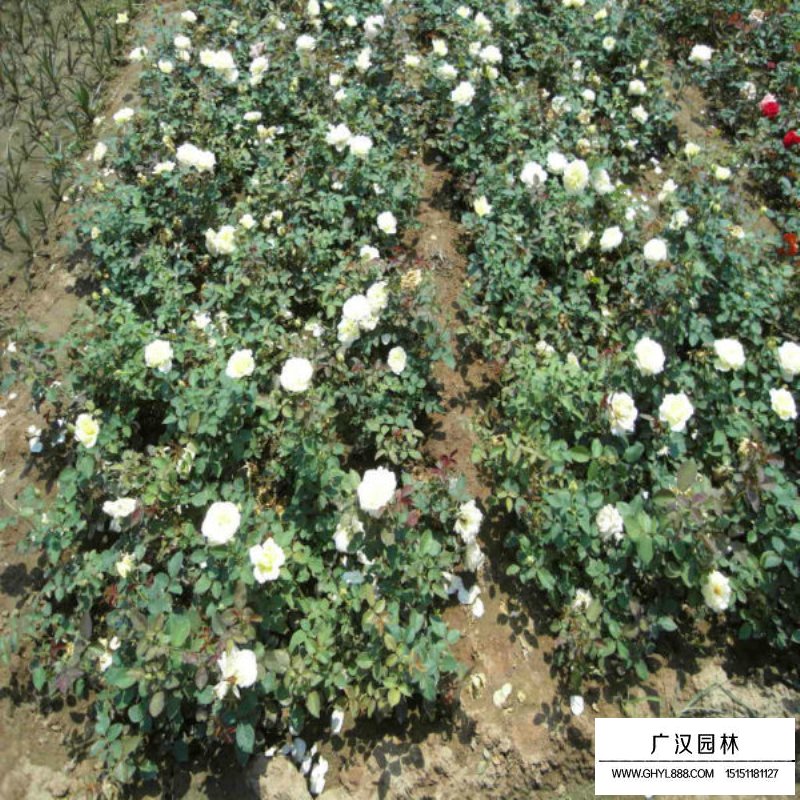 曼海姆月季產地