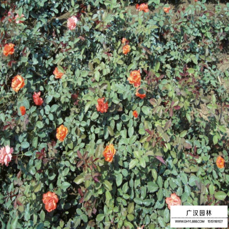 曼海姆月季產地