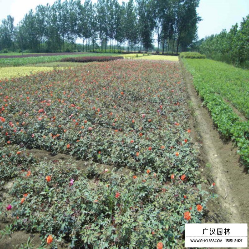 曼海姆月季產地