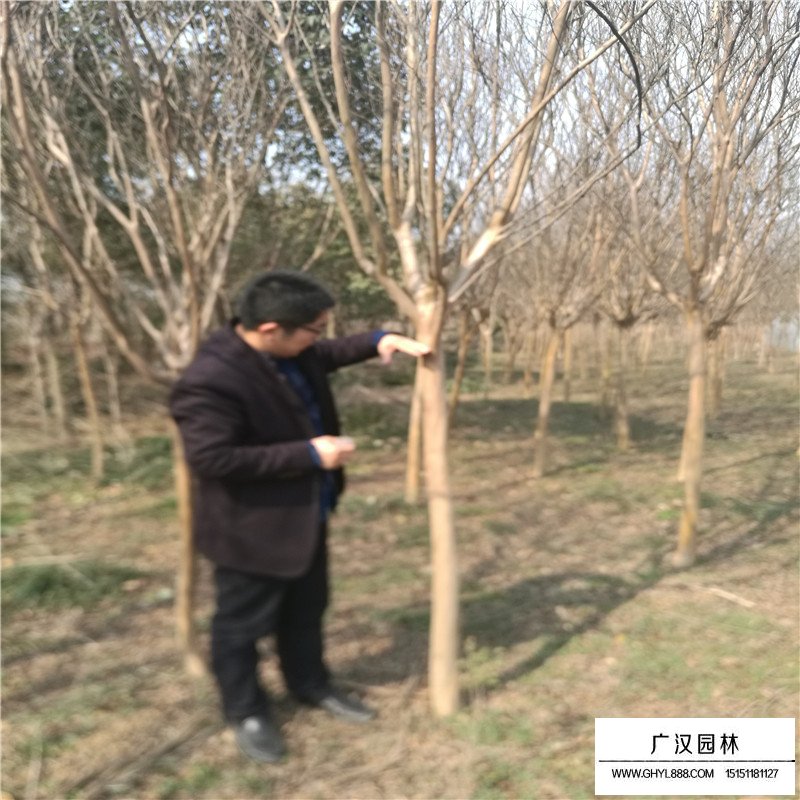 老紫薇產地