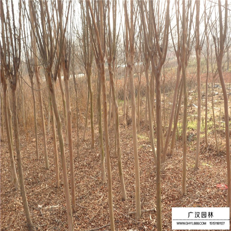 老紫薇產地