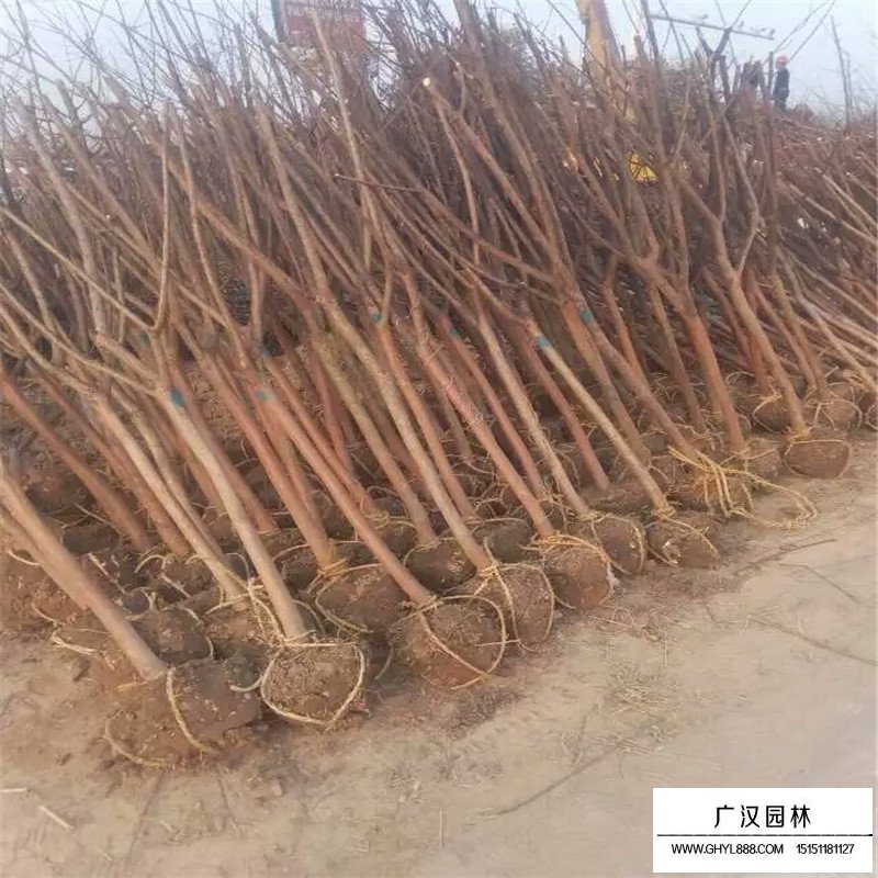 老紫薇產地