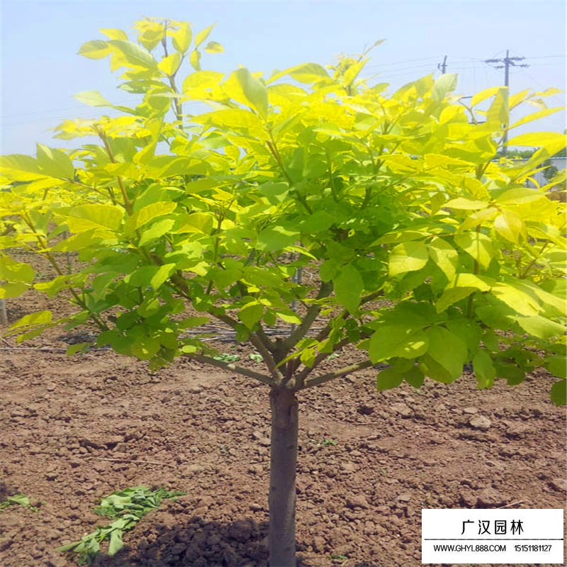 金葉白蠟價格