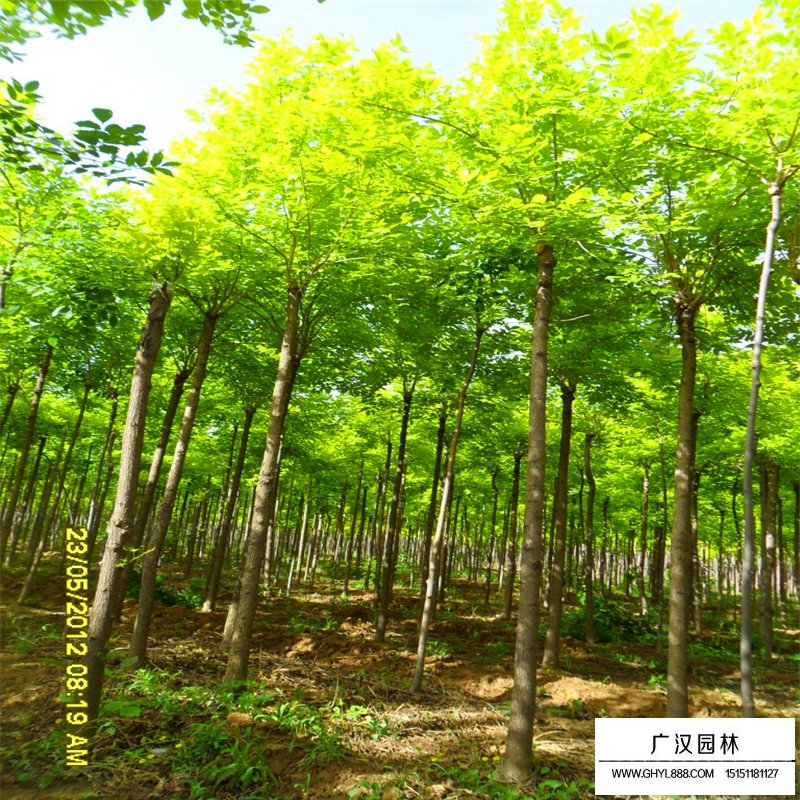 金葉白蠟價格