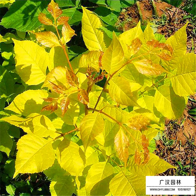 金葉白蠟價格