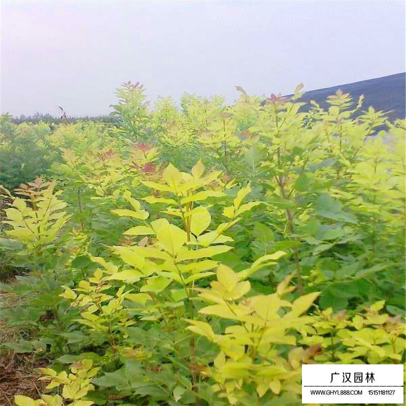 金葉白蠟價格