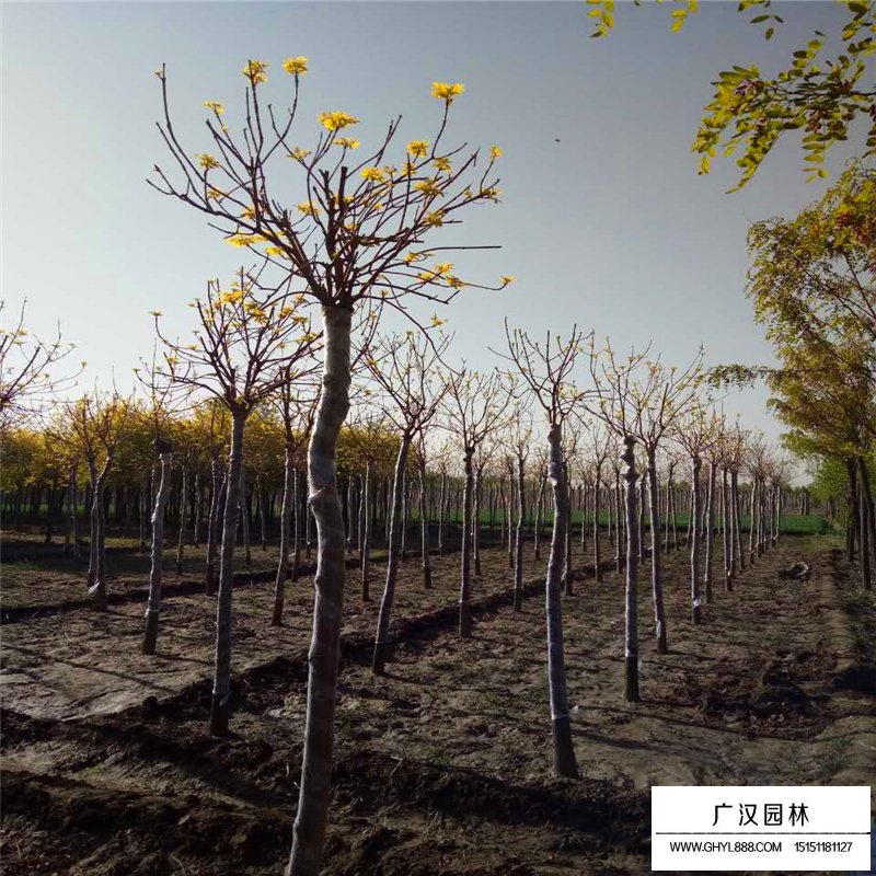 金葉白蠟價格