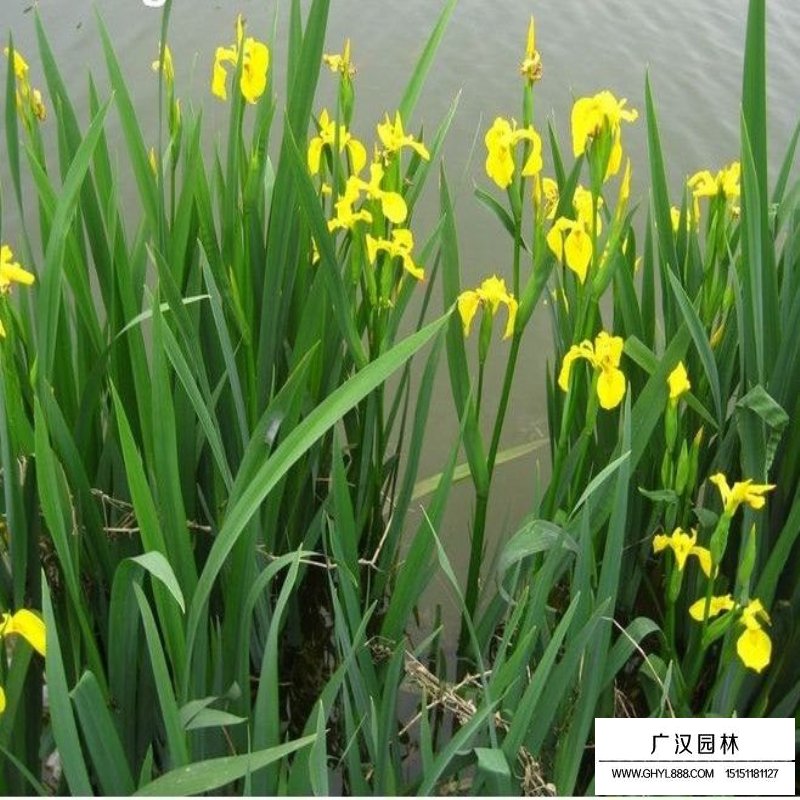 黃菖蒲產地