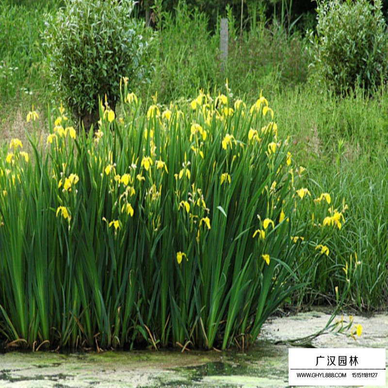 黃菖蒲產地