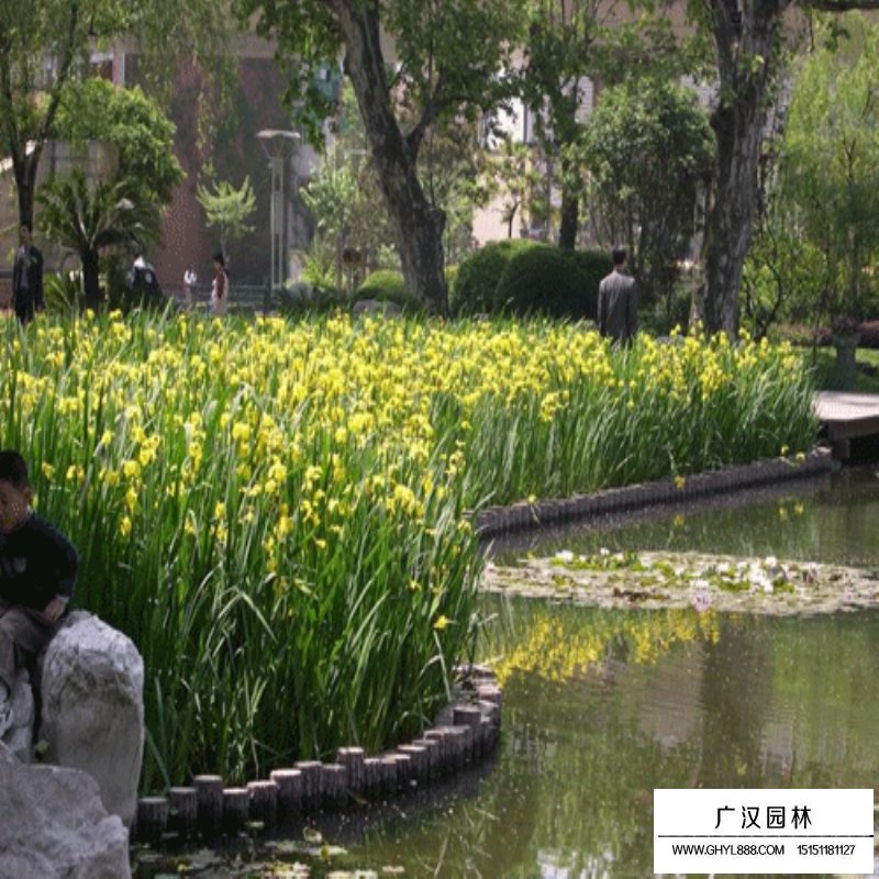 黃菖蒲產地
