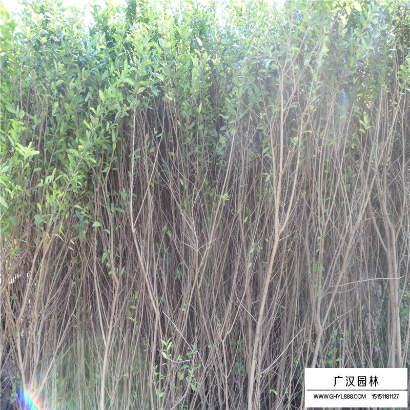 叢生花石榴產地