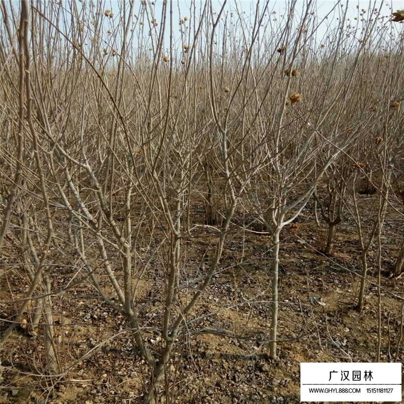 叢生花石榴產地