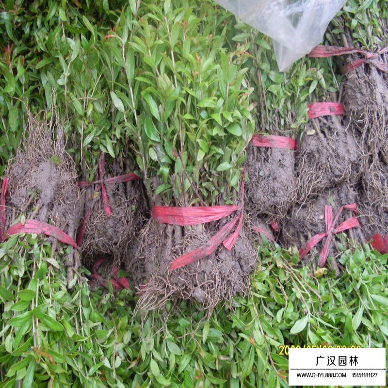 叢生花石榴產地