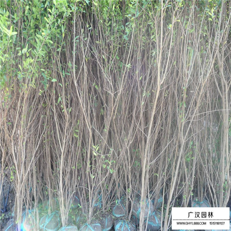 叢生花石榴產地